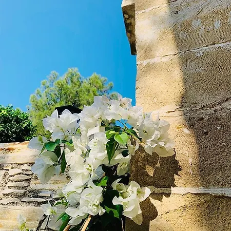 The Goathouse * Larnaca